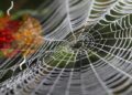spider silk