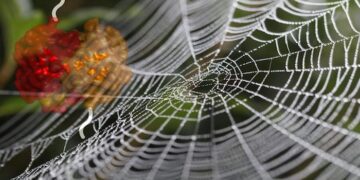 spider silk