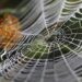 spider silk